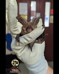 Attēlu rezultāti vaicājumam “Plecotus auritus”