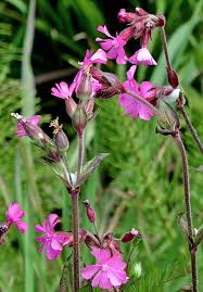 Image result for Silene dioica