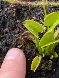 Attēlu rezultāti vaicājumam “Utricularia x neglecta bud”