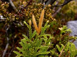 Attēlu rezultāti vaicājumam “Lycopodiaceae”
