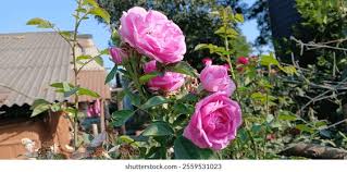 Attēlu rezultāti vaicājumam “Rosa glabrifolia”