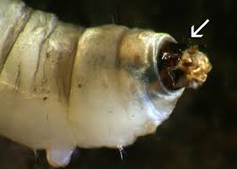 Attēlu rezultāti vaicājumam “Aphelia paleana larva”