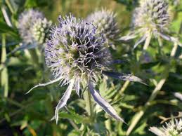 Attēlu rezultāti vaicājumam “Eryngium planum fruit”