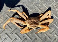 Image result for Chionoecetes opilio