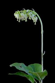 Attēlu rezultāti vaicājumam “Orthilia secunda leaf”