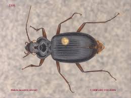 Attēlu rezultāti vaicājumam “Nebria brevicollis”