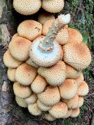 Attēlu rezultāti vaicājumam “Pholiota squarrosoides”