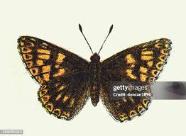 Attēlu rezultāti vaicājumam “Hamearis lucina”