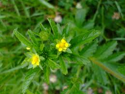 Attēlu rezultāti vaicājumam “Potentilla norvegica flower”