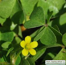 Attēlu rezultāti vaicājumam “Oxalis corniculata fruit”