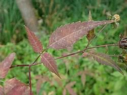 Attēlu rezultāti vaicājumam “Bidens tripartita fruit”