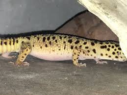 Image result for gravidity leopard gecko