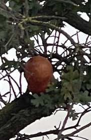 Attēlu rezultāti vaicājumam “Andricus quercuscorticis”