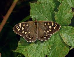Attēlu rezultāti vaicājumam “Pararge aegeria upperside”