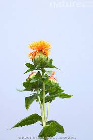 Image result for Carthamus tinctorius