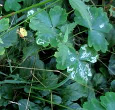 Attēlu rezultāti vaicājumam “Phytomyza minuscula”