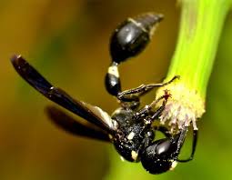 Attēlu rezultāti vaicājumam “Eumenes sp.”