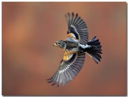 Attēlu rezultāti vaicājumam “Fringilla montifringilla”