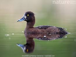 Image result for Aythya fuligula