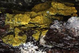 Attēlu rezultāti vaicājumam “Badhamia utricularis plasmodium”