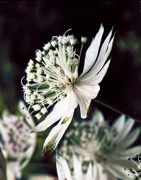 Attēlu rezultāti vaicājumam “Astrantia major flower”