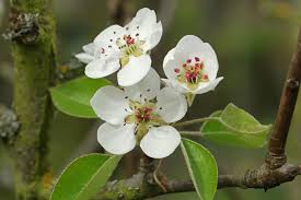 Attēlu rezultāti vaicājumam “Pyrus communis flower”