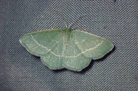 Attēlu rezultāti vaicājumam “Chlorissa viridata”