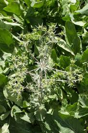 Attēlu rezultāti vaicājumam “Eryngium planum leaf”