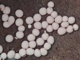 Attēlu rezultāti vaicājumam “Diderma testaceum”