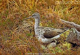 Attēlu rezultāti vaicājumam “Tringa nebularia”