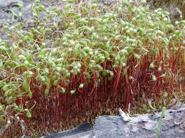 Attēlu rezultāti vaicājumam “Funariales”