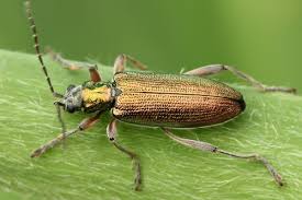 Attēlu rezultāti vaicājumam “Donacia clavipes”