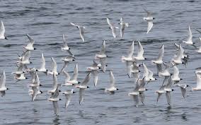 Image result for Chroicocephalus philadelphia