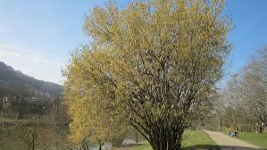 Attēlu rezultāti vaicājumam “Corylus avellana”