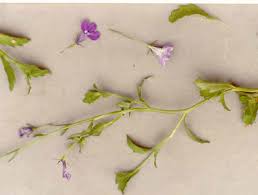 Image result for Lobelia erinus