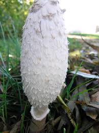 Image result for coprinus