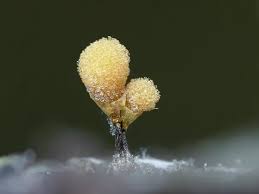 Attēlu rezultāti vaicājumam “Hemitrichia calyculata”