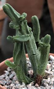 Attēlu rezultāti vaicājumam “Crassulaceae”