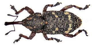 Attēlu rezultāti vaicājumam “Pissodes piniphilus”