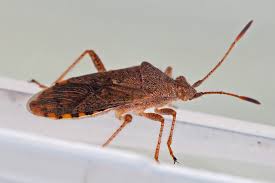 Attēlu rezultāti vaicājumam “Rhopalus maculatus”