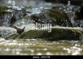 Attēlu rezultāti vaicājumam “Cinclus cinclus adult”