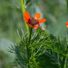 Image result for Adonis aestivalis