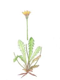 Attēlu rezultāti vaicājumam “Leontodon hispidus leaf”