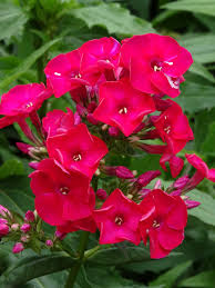 Attēlu rezultāti vaicājumam “Phlox paniculata”