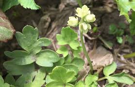 Attēlu rezultāti vaicājumam “Adoxa moschatellina leaf”