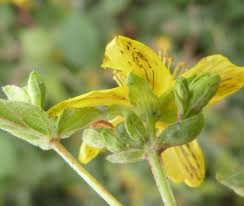 Attēlu rezultāti vaicājumam “Hypericum maculatum flower”