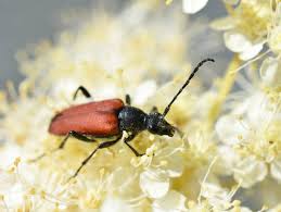 Attēlu rezultāti vaicājumam “Anastrangalia sanguinolenta”