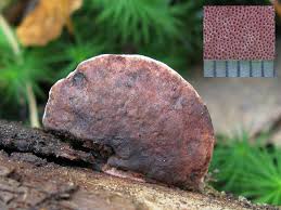 Attēlu rezultāti vaicājumam “Fomitopsis rosea”