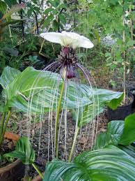 Image result for Tacca chantrieri