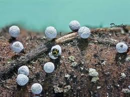 Attēlu rezultāti vaicājumam “Craterium aureonucleatum”